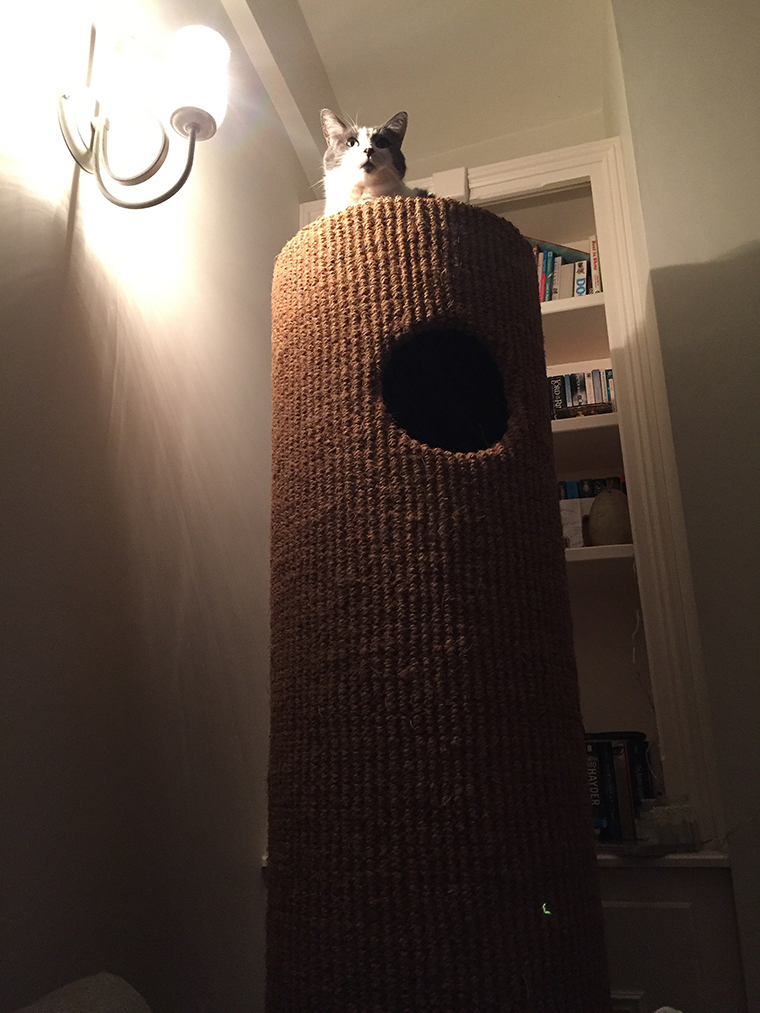 Willow