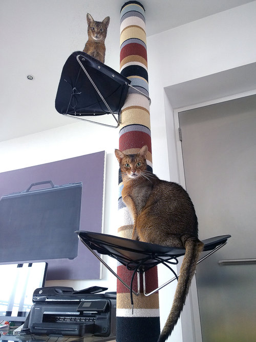 Tuco & Bello testing out our Cat's Cradle