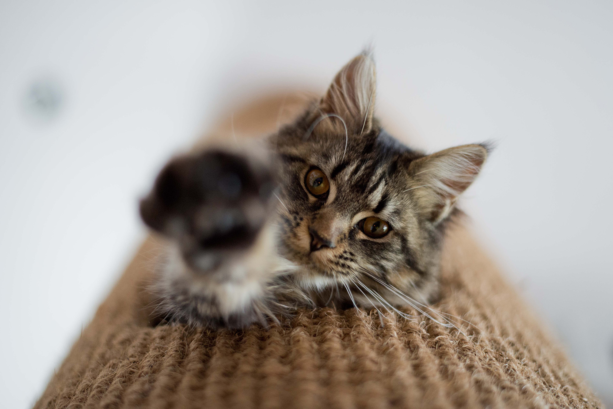 Hicat_Thumbs_Up_Penelope.jpg