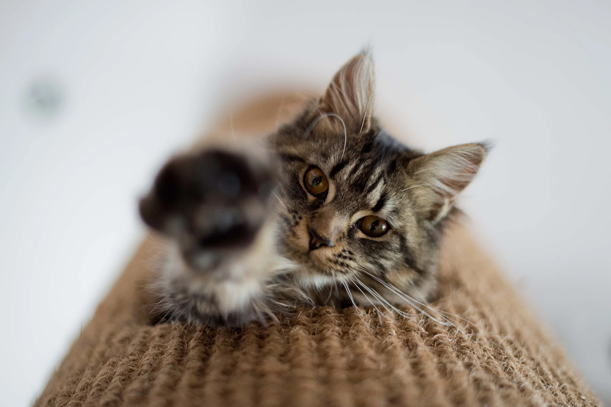 Hicat_Thumbs_Up_Penelope.jpg