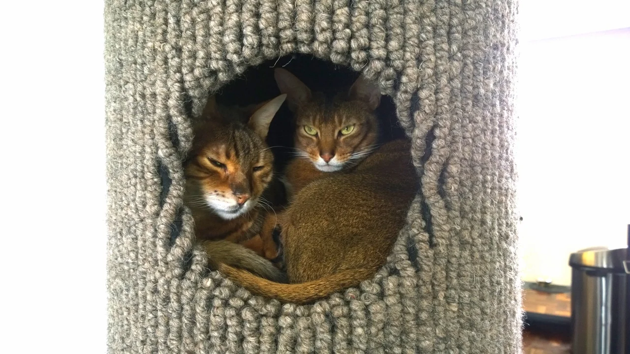 Rudy & Bello