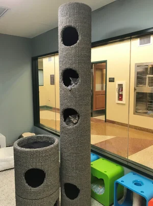 Hicat® | CHAT Blog - Pasadena Humane Society and SPCA Update