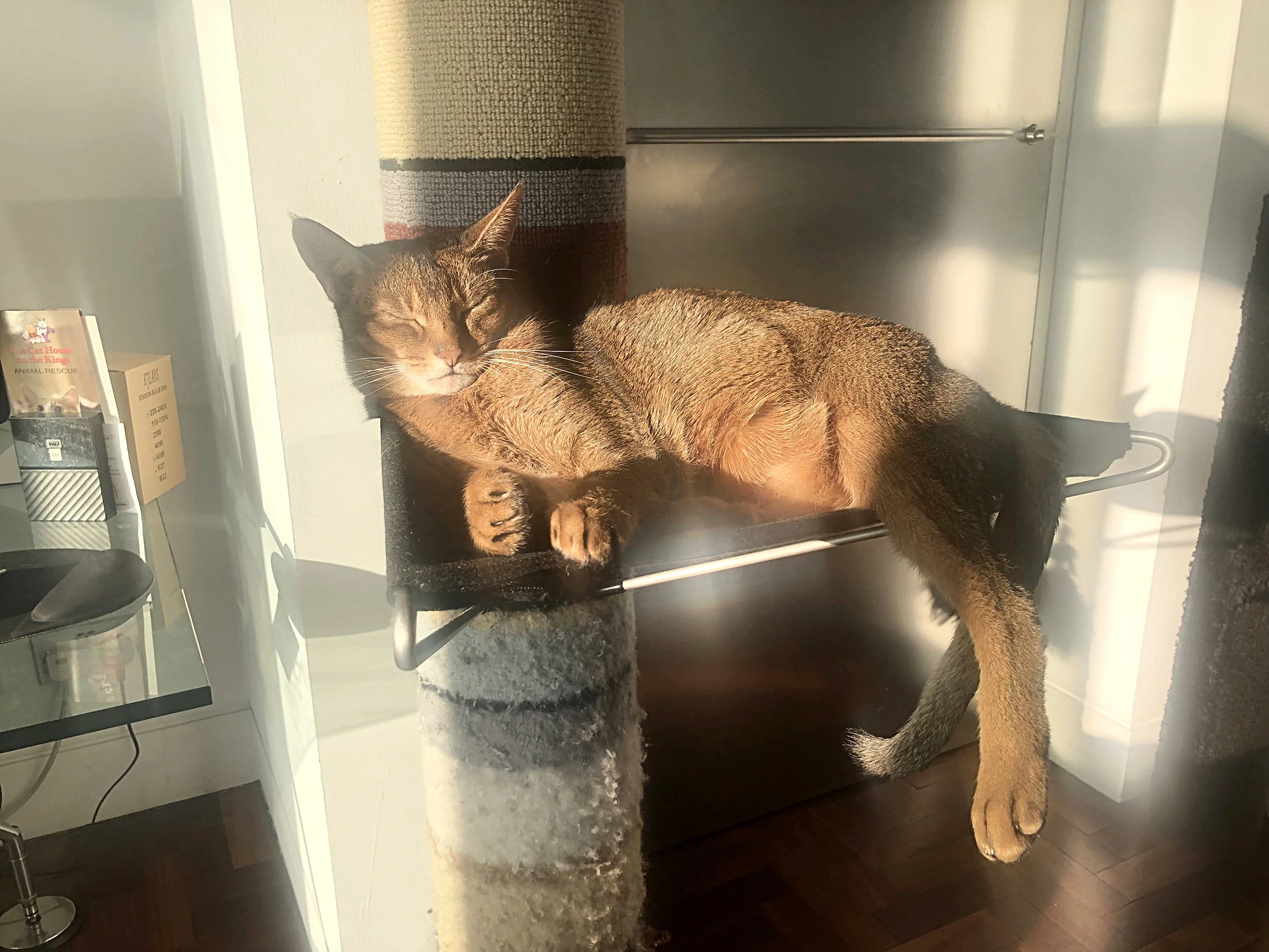 Tuco & Bello On Cat Cradles