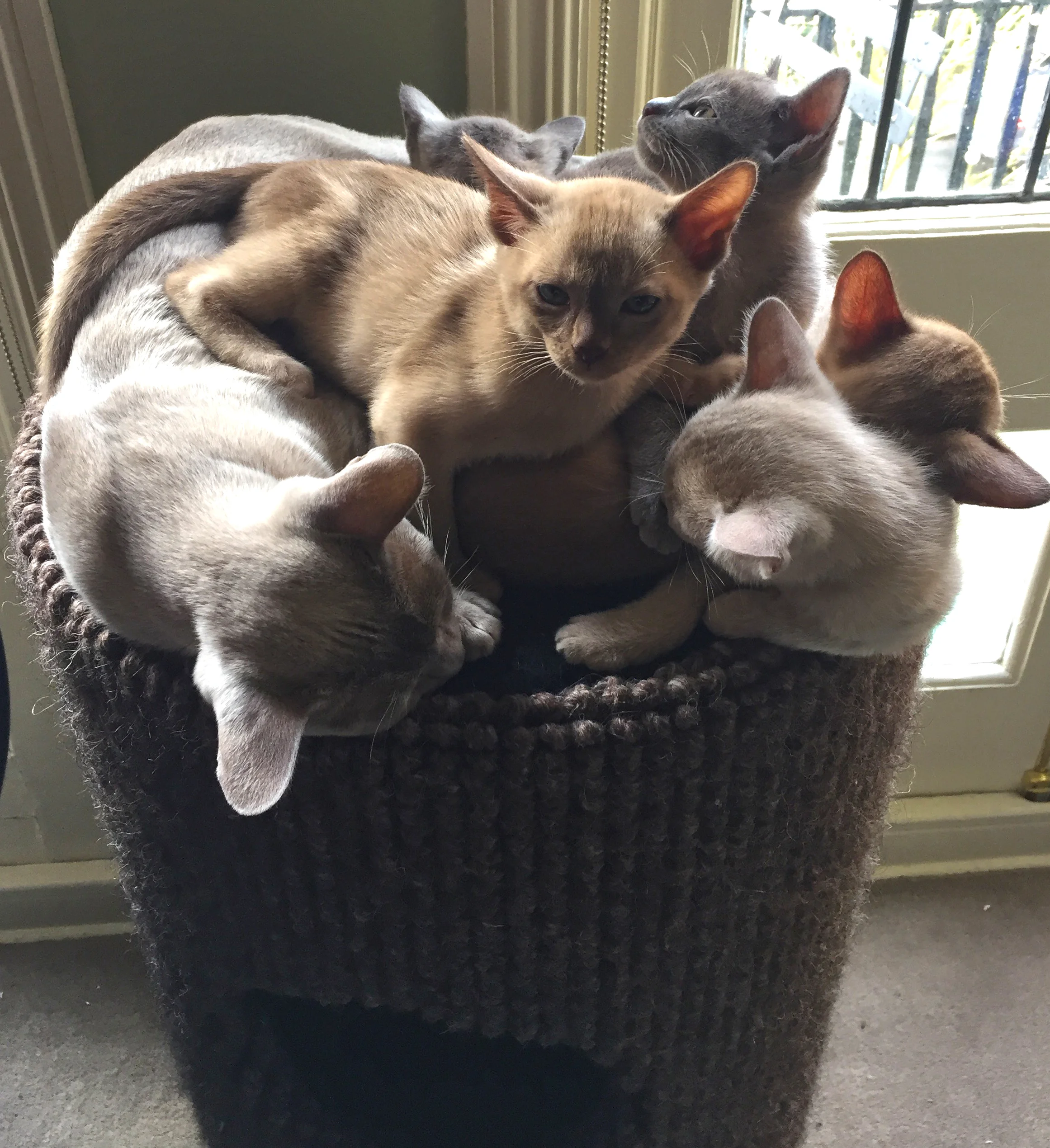 Pontsbright Burmese Kittens