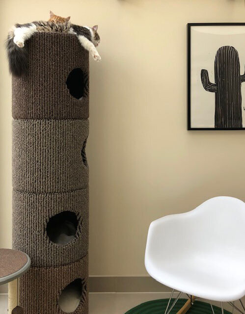 Catapilla™ 4