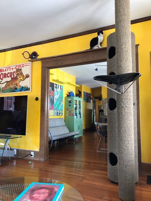 Wall Mounted Fatcat 4 & Polecat
