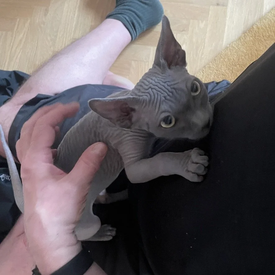 Tomcat DIY Adaptation