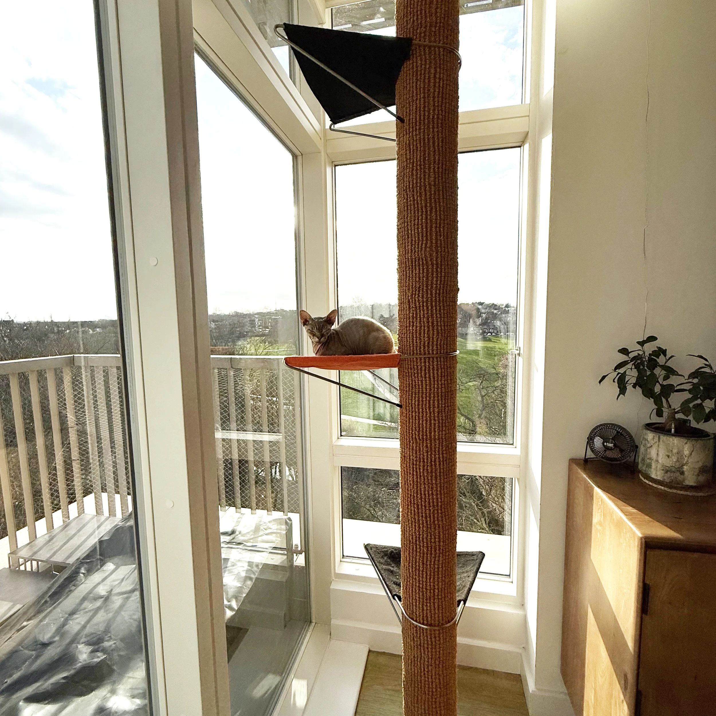 Polecat Needs A Home