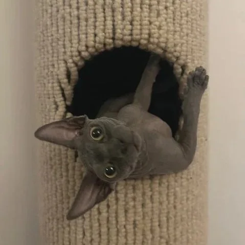 Tomcat DIY Adaptation Update