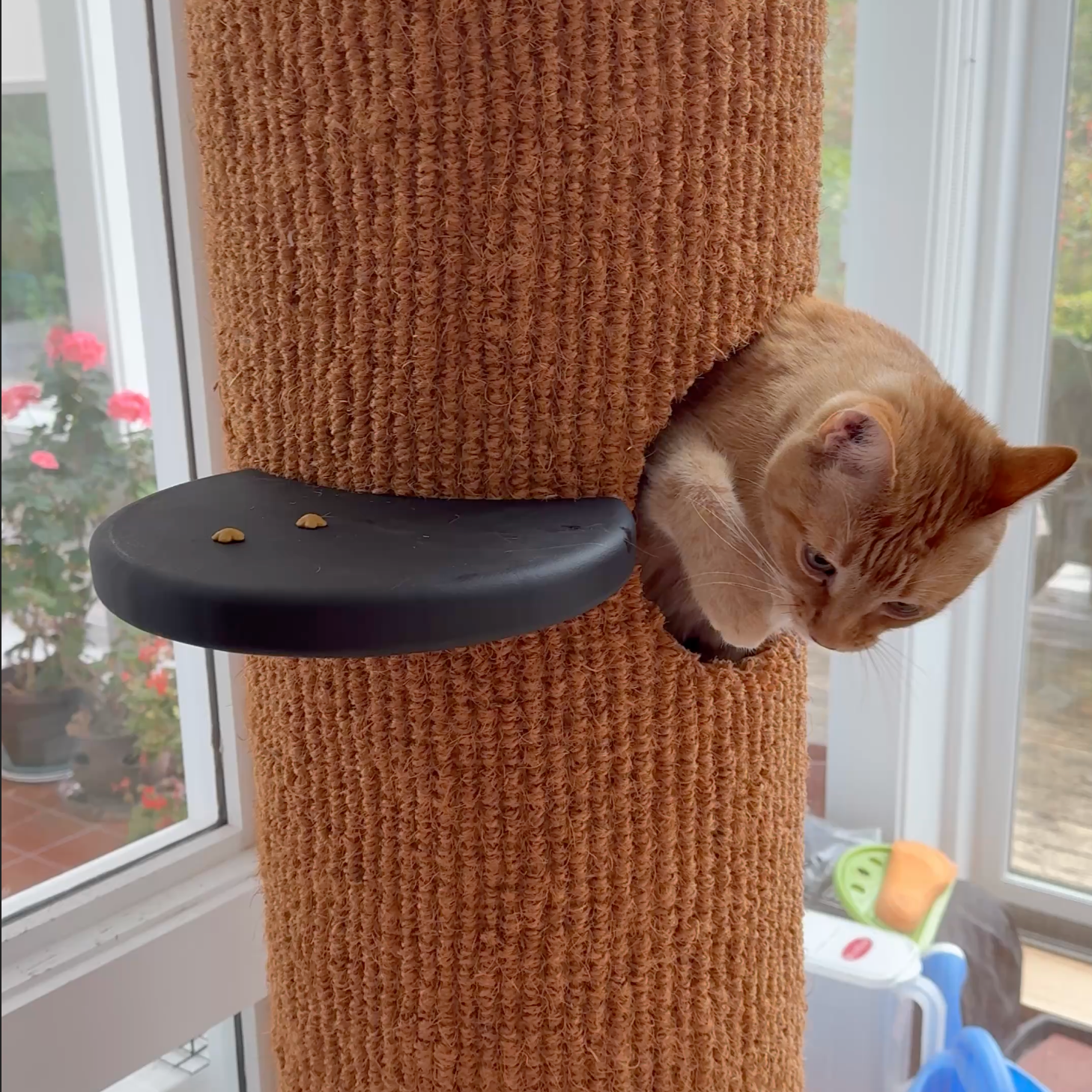 Tomcat Look Out Perch Update