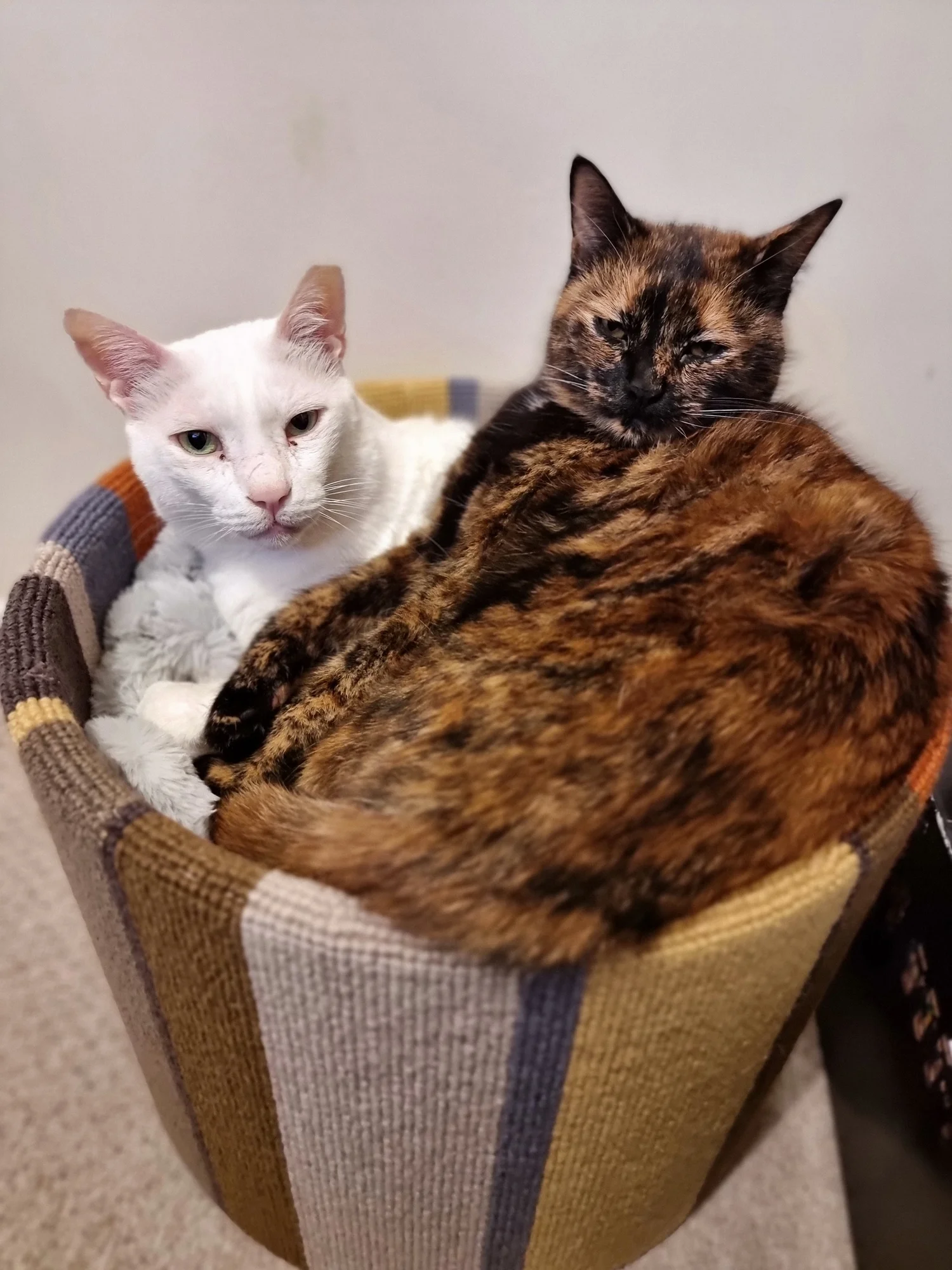 Hicat® | CHAT Blog - Whoopsy Daisy Cat Nap Bed™ Update