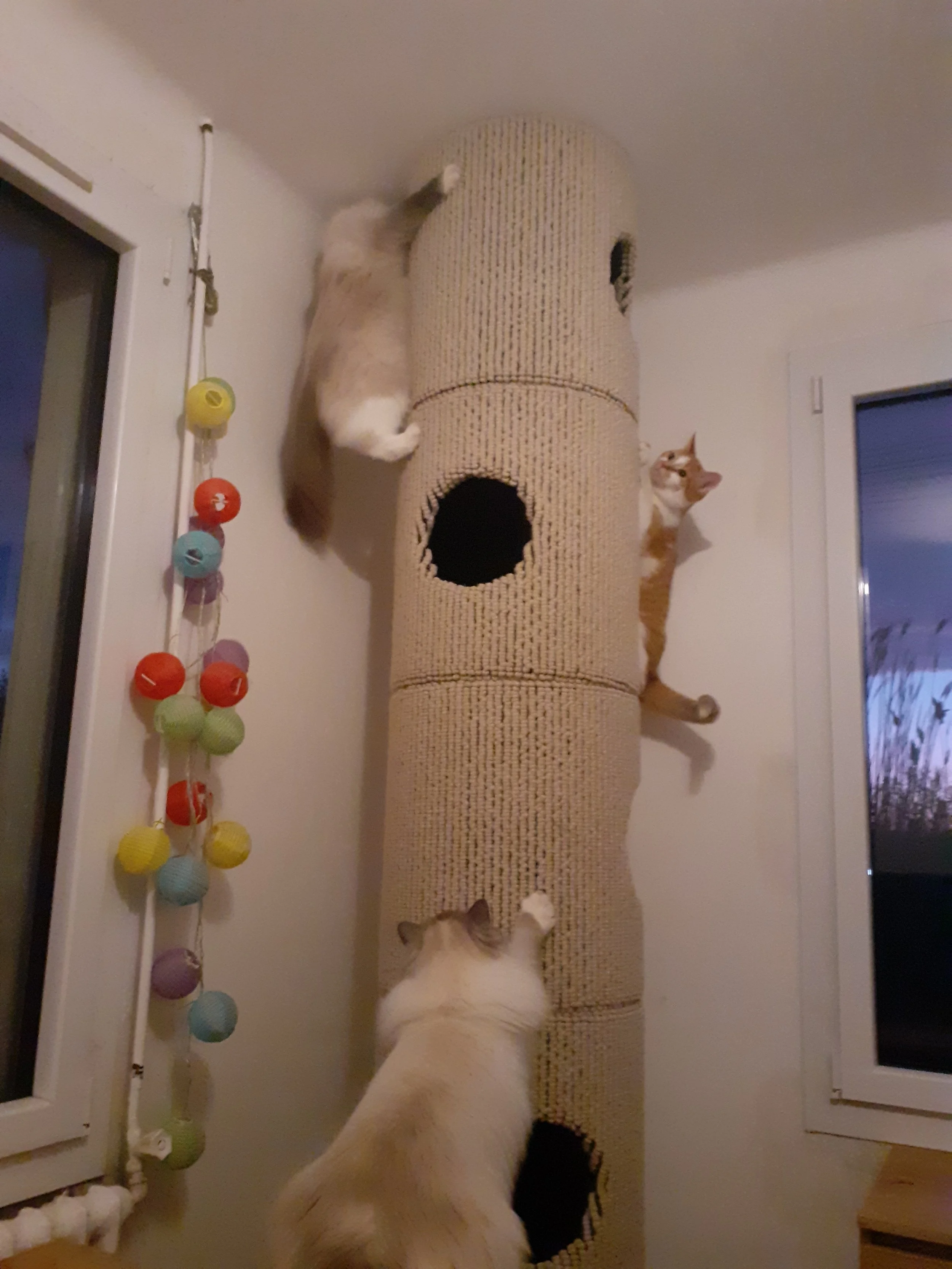 Cats Jeevan, Maizykeen & Osaka climbing & playing on a Hicat® Catapilla™