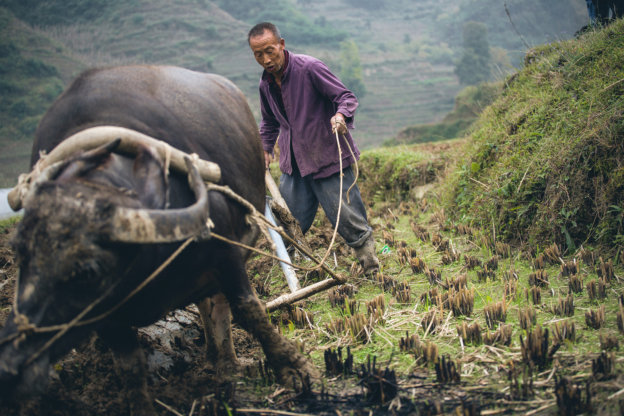 Man plowing a field with a bull