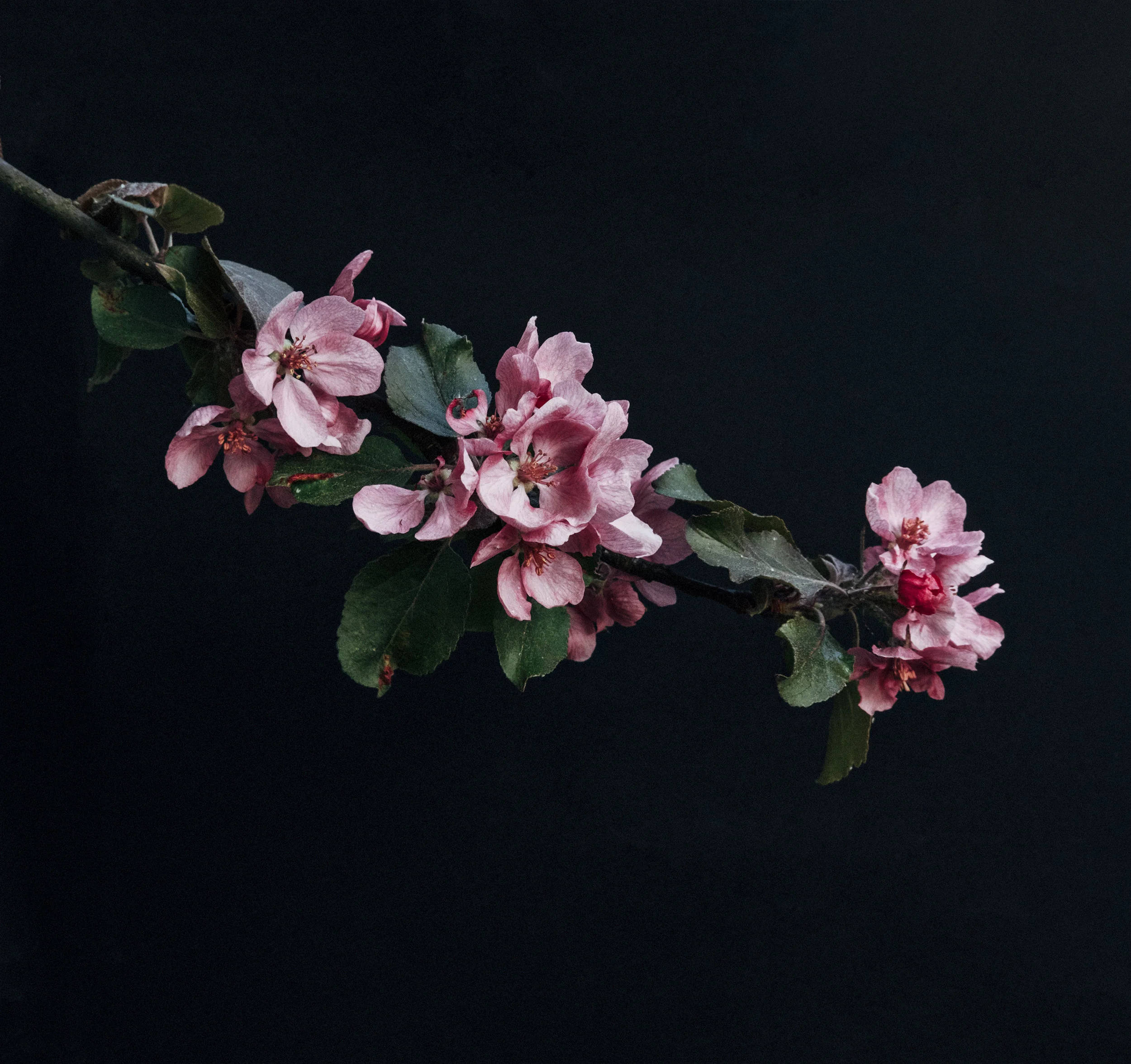 _DSF3200-Edit-Edit-Edit.jpg