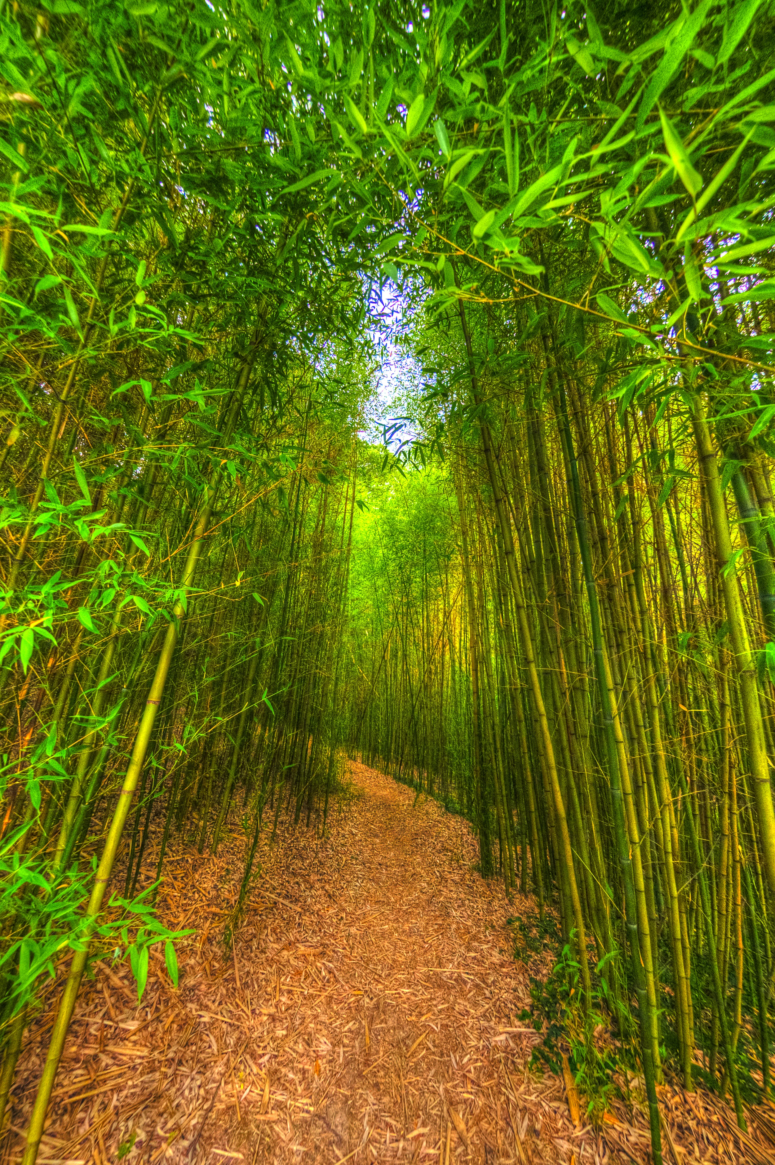 RM_Bamboo-0001-.jpg
