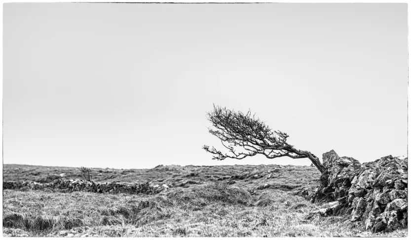 And I did do a bit of landscape photography in the end, I found this very lonely tree. Photographers can't get enough of lonely trees, there is something about them....