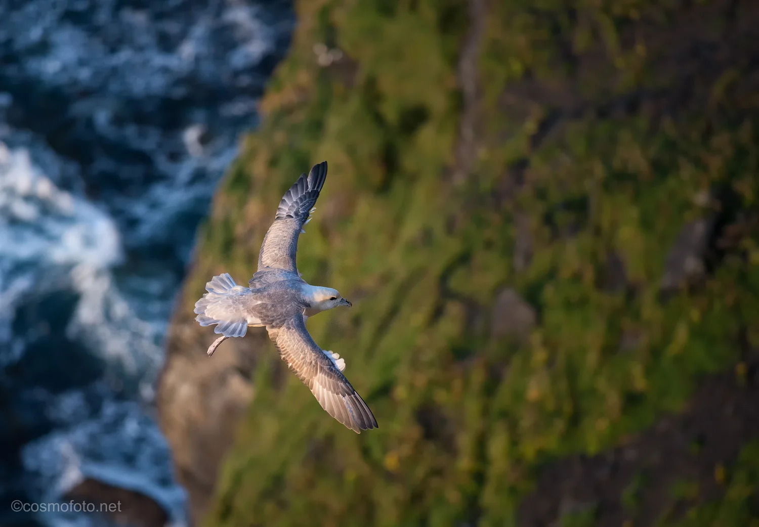 A sea gull getting ready to land