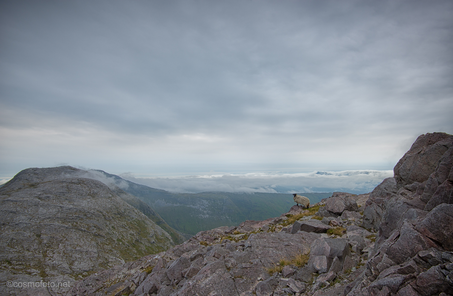 A lonely sheep halfway up the mountain