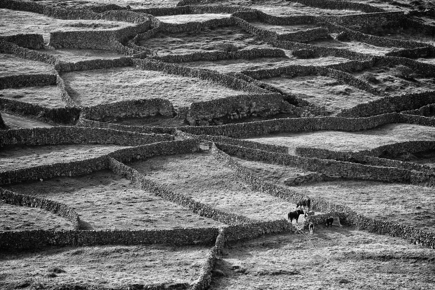 the lost cows of Inisheer