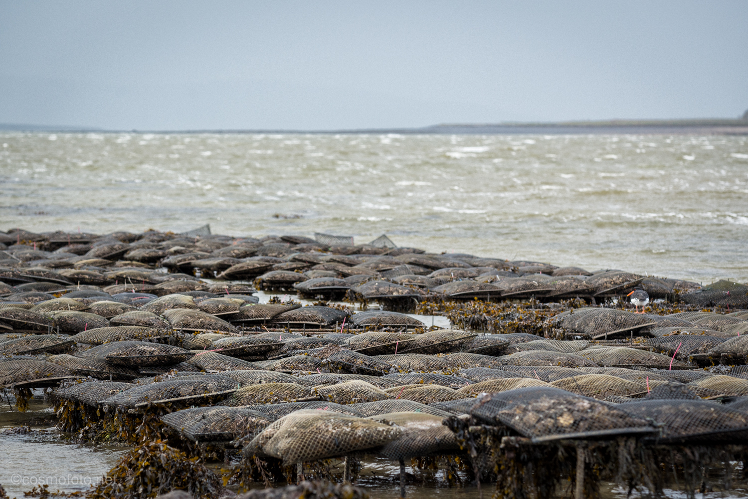 Oysterbeds