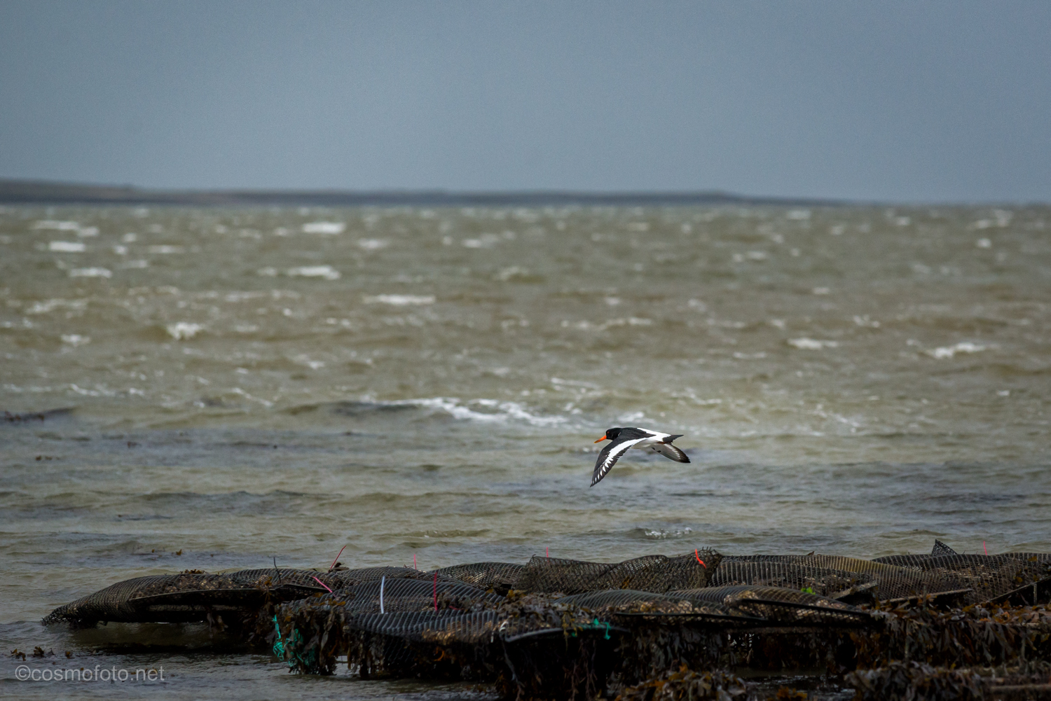 Oyster catcher
