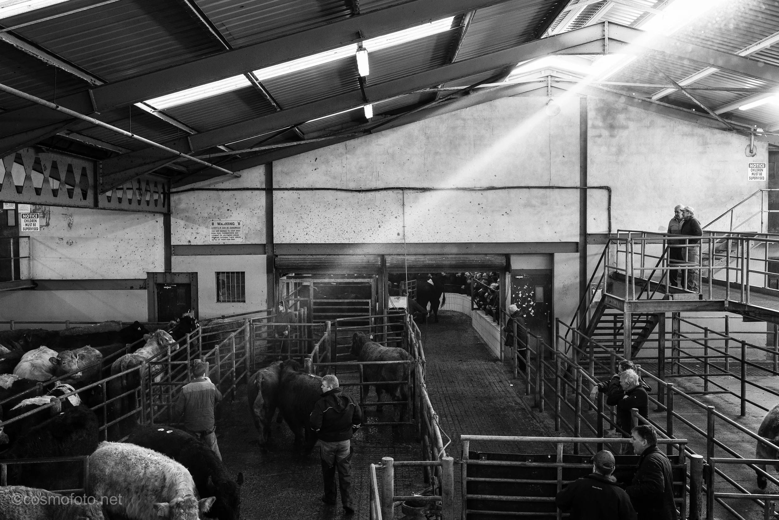 the other side of the auction ring