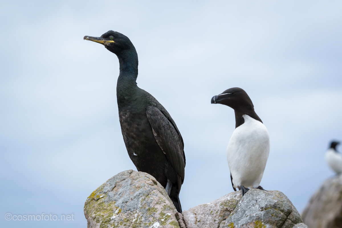 A European Shag
