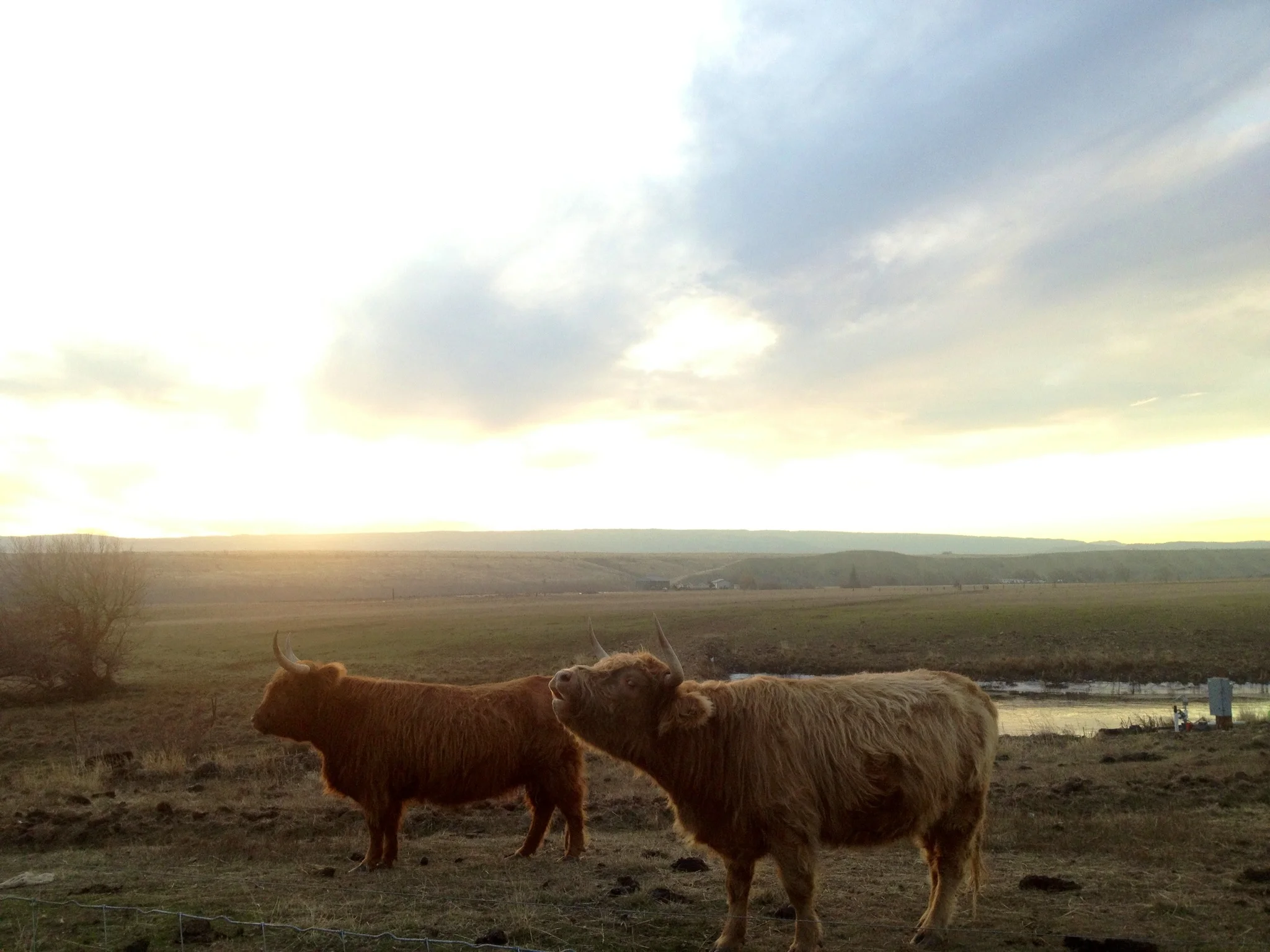 Scottish Highland Mooing.jpg