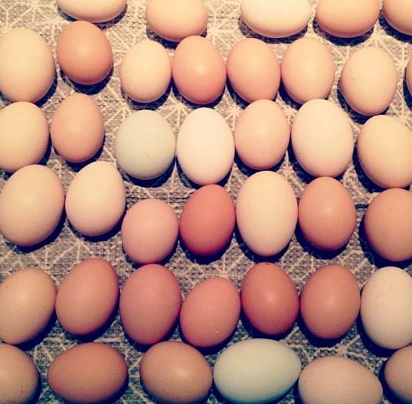Eggs.jpg