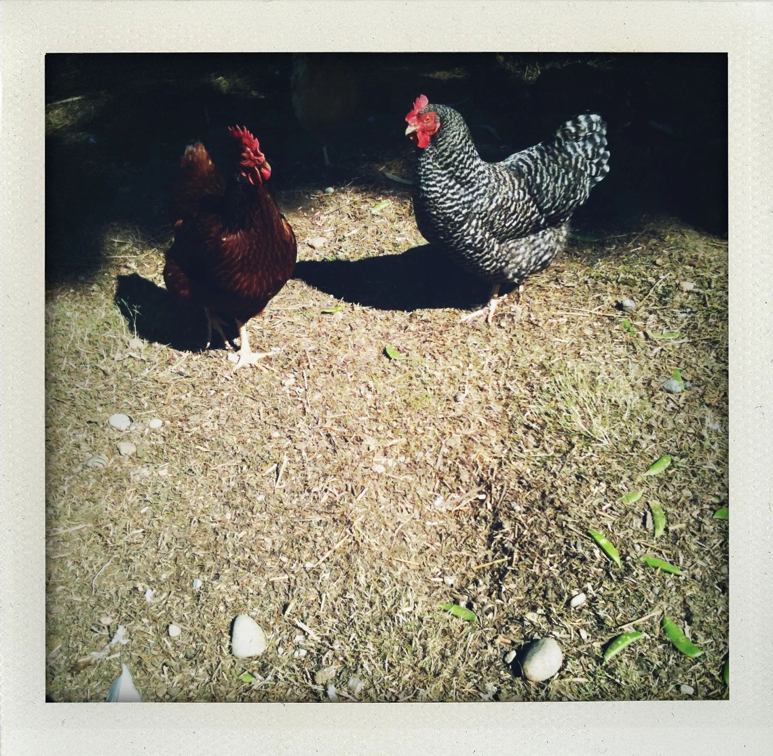 two-chickens.jpg