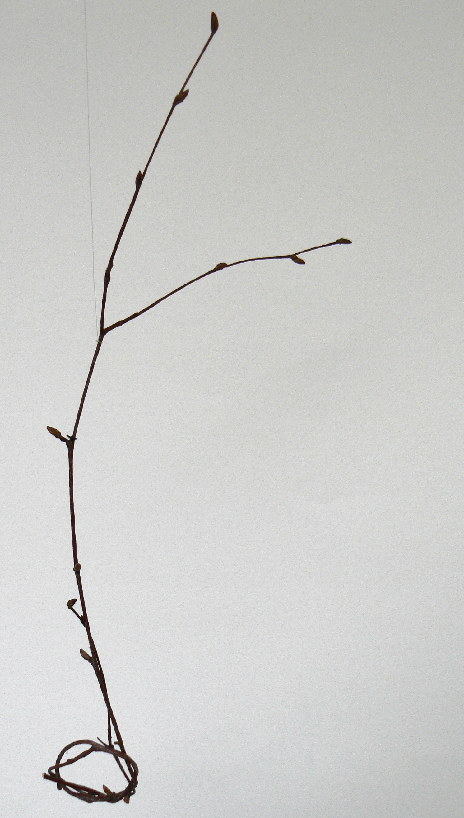  Twig sketches made from birch. Summer 2014 