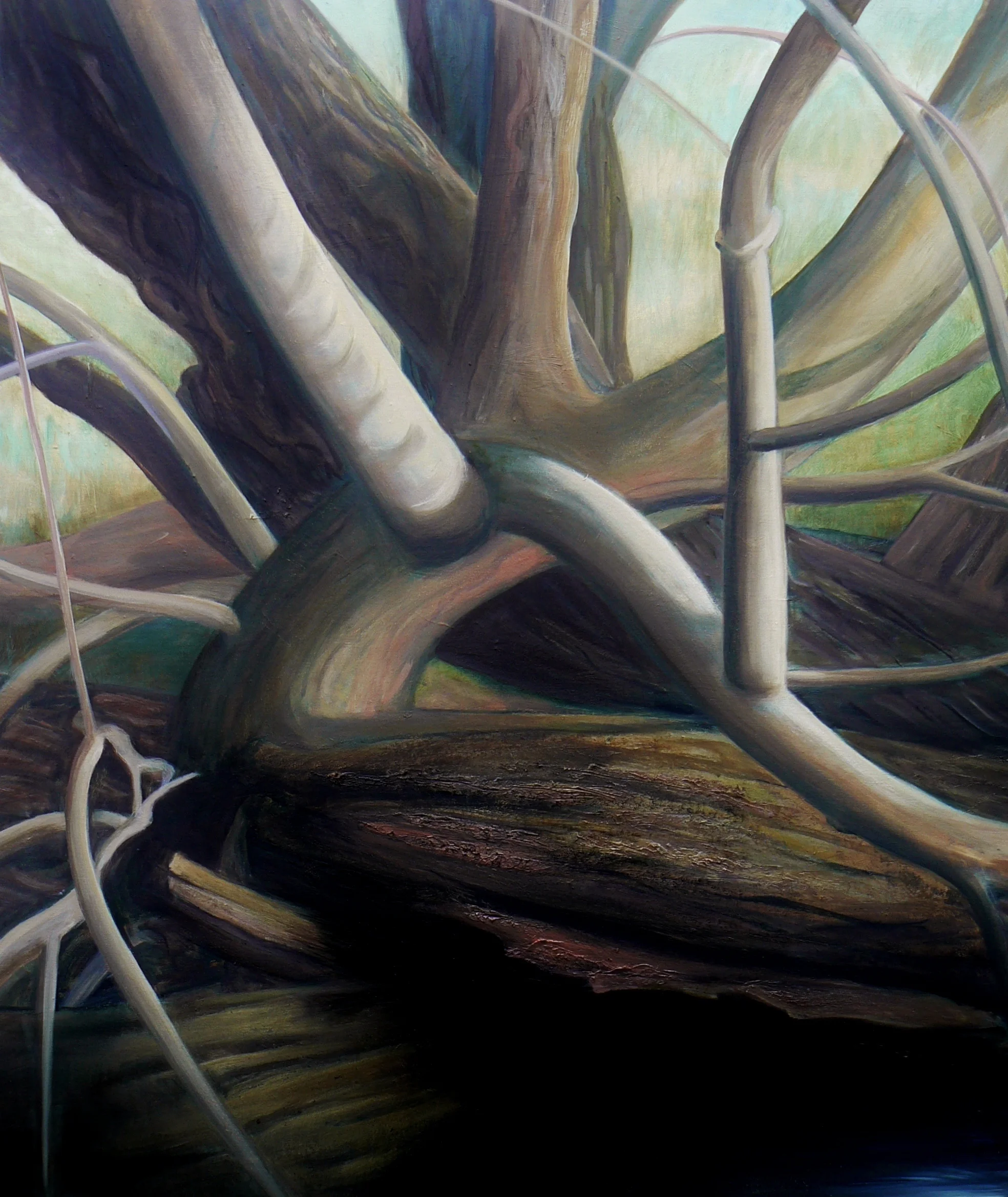 Crack Willow 2012