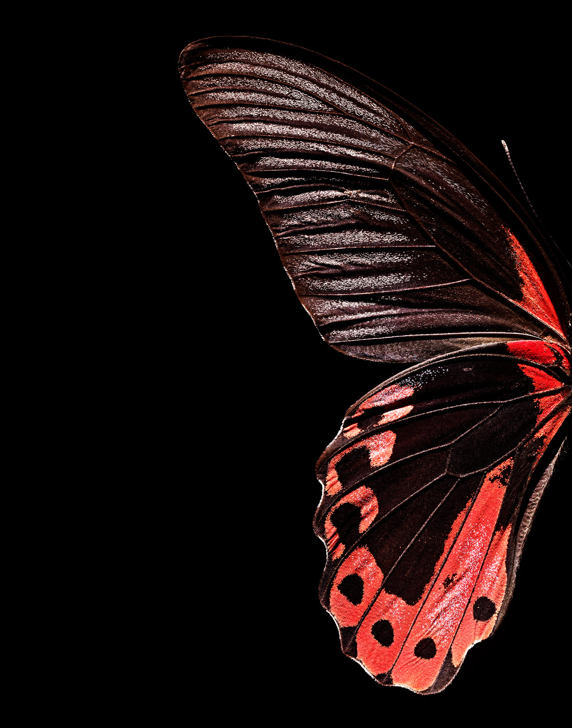 Red-Butterfly-wing.jpg