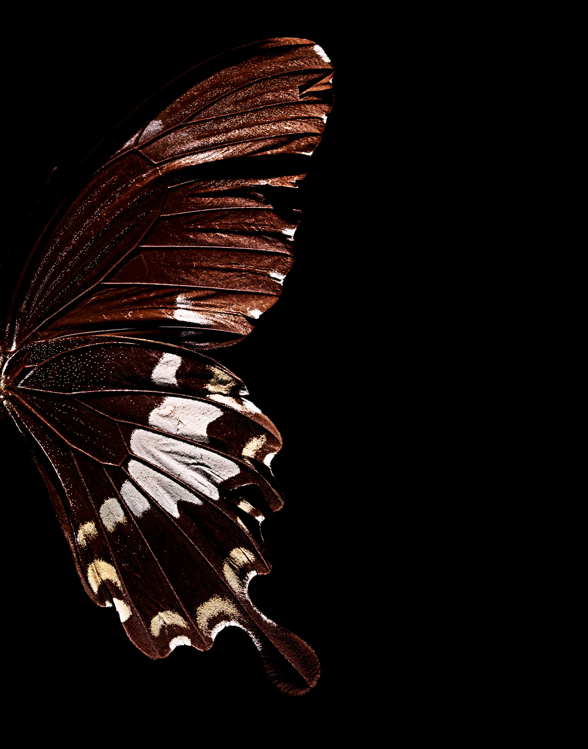 Brown-butterfly-wing.jpg