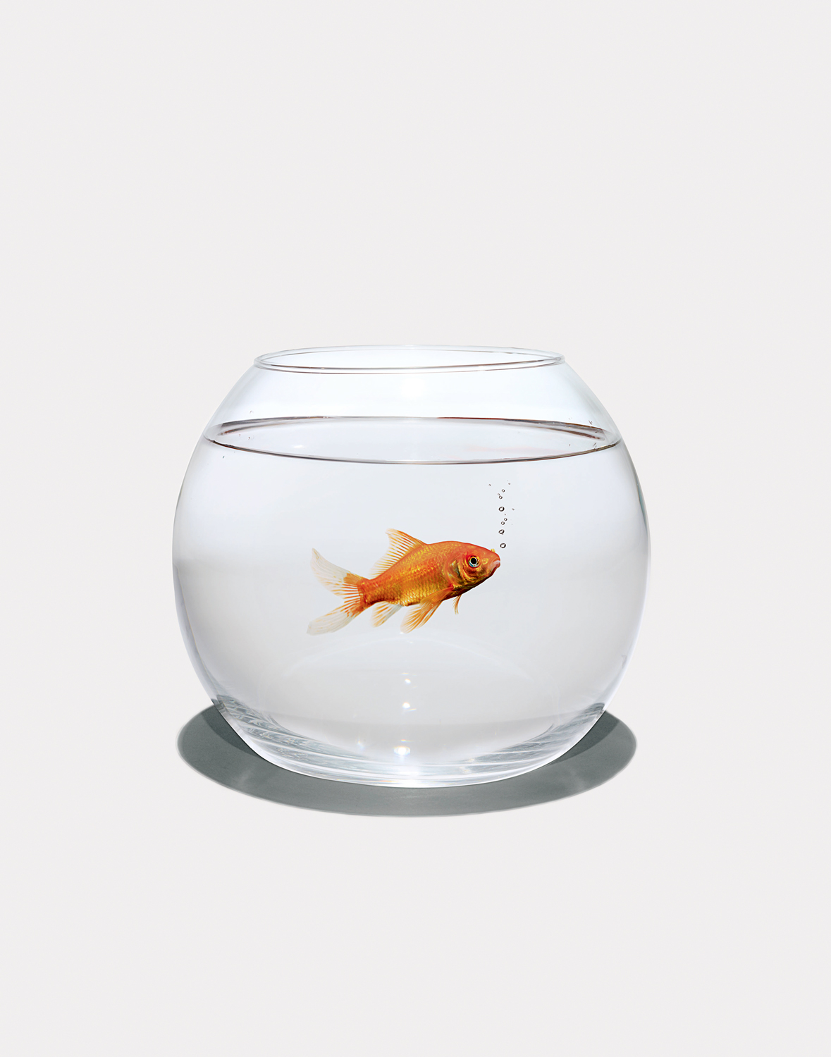 Fish-in-Bowl.jpg