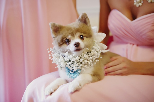 Melissa McCrotty Photography . Emily + Casey 's pup, Banana, was all dolled up for this amazing wedding! 