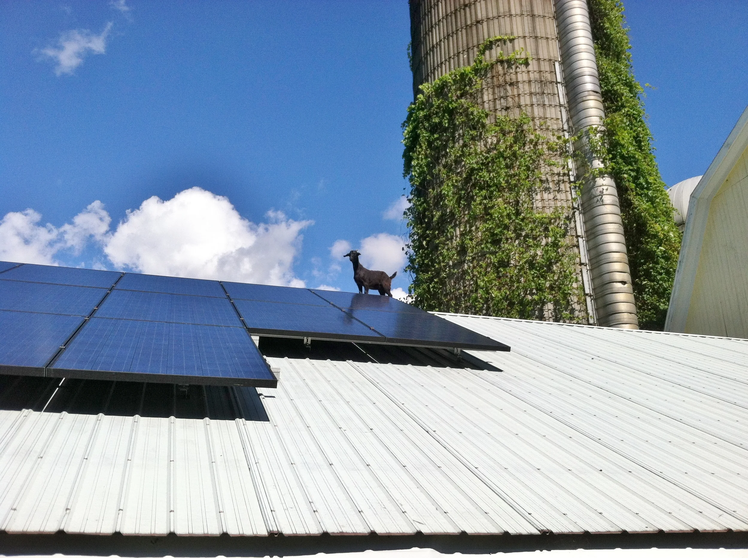 A goat on a hot tin roof...?