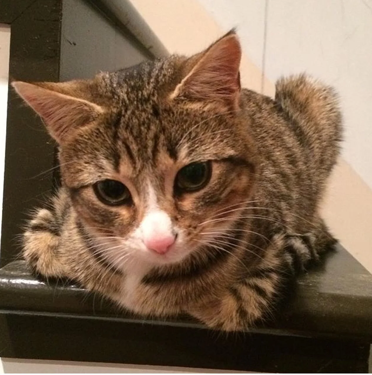 the newest kitten.jpg