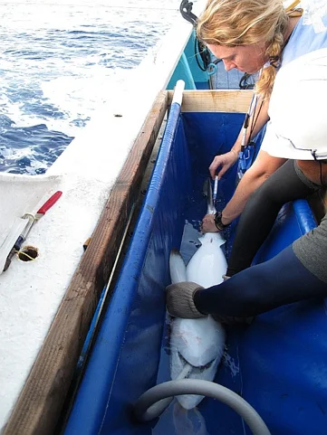 Minimizing bycatch, discards, and abandoned gear through extensive research on fishing strategies and technologies, mandating 100% retention of all tuna (by 2013) and bycatch (by 2014) for purse seine vessels selling to ISSF Participating Companies, and other measures.
