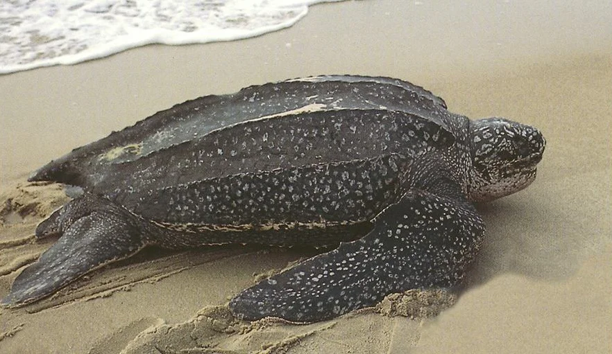Leatherback