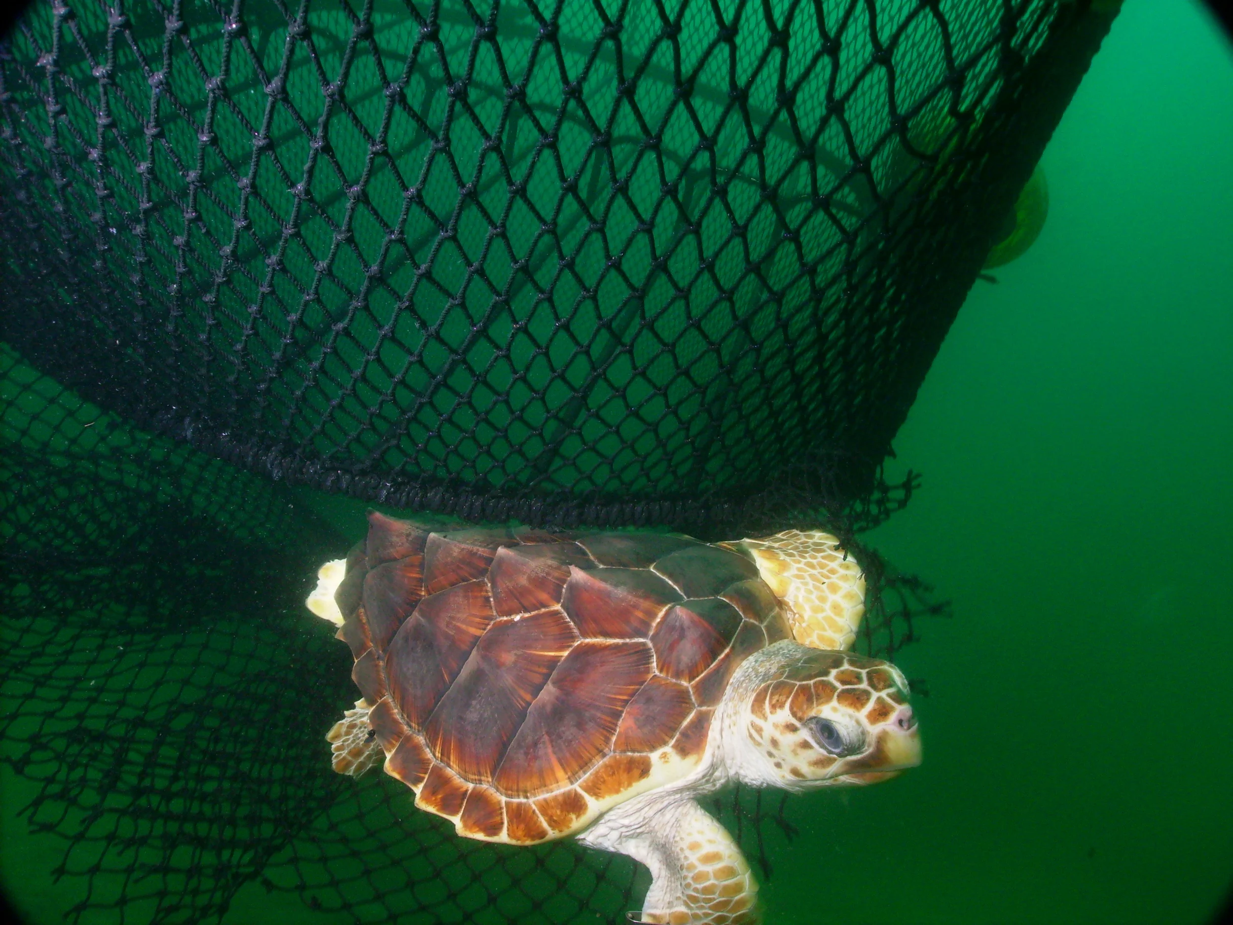 Loggerhead (NOAA)