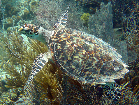 Hawksbill (Photo: Caroline Rogers, USGS)
