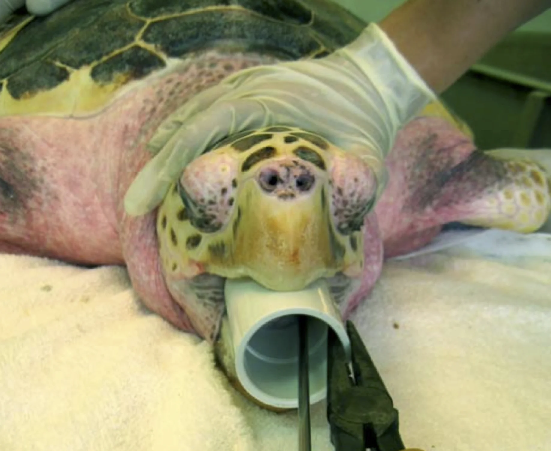 Mouth gags and openers: aid in the removal of lightly ingested hooks. These prop a turtle’s mouth open to allow removal of hooks, line or both. They can include PVC splice couplings, a wooden brush handle, a hank of rope, or even a dog’s chew toy.