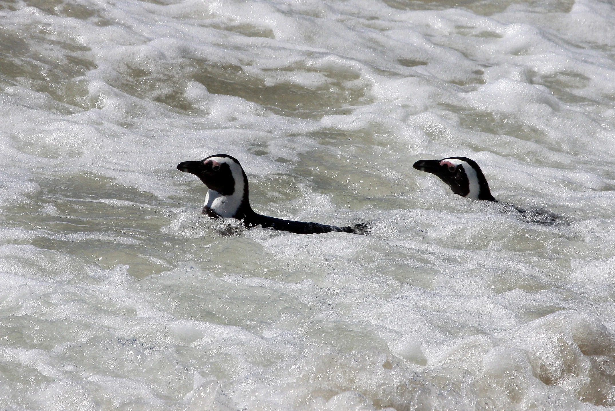 Penguins (Photo: John Paterson, ATF Namibia)