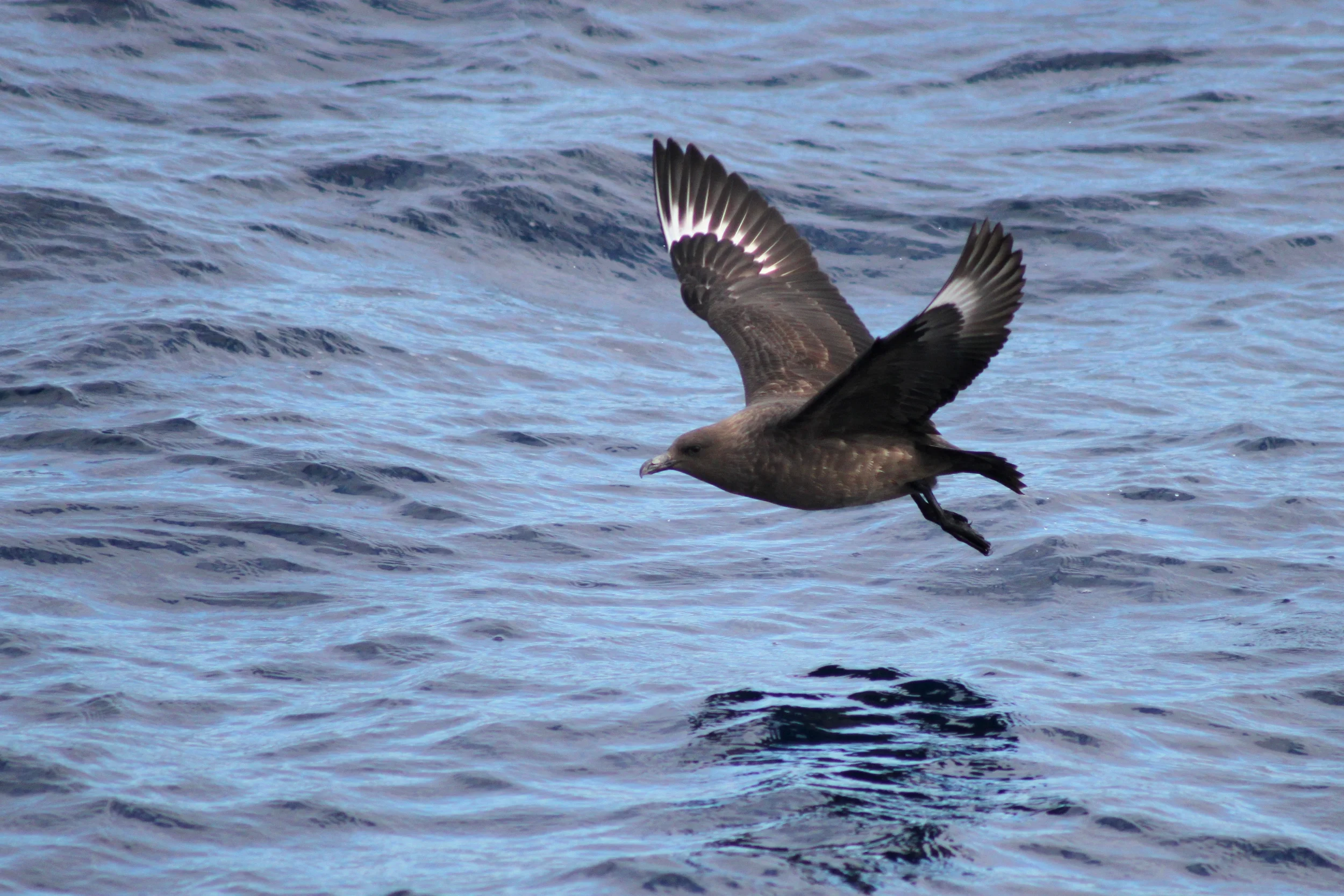 Skuas (Photo: Dimas Gianuca, Projeto Albatroz)
