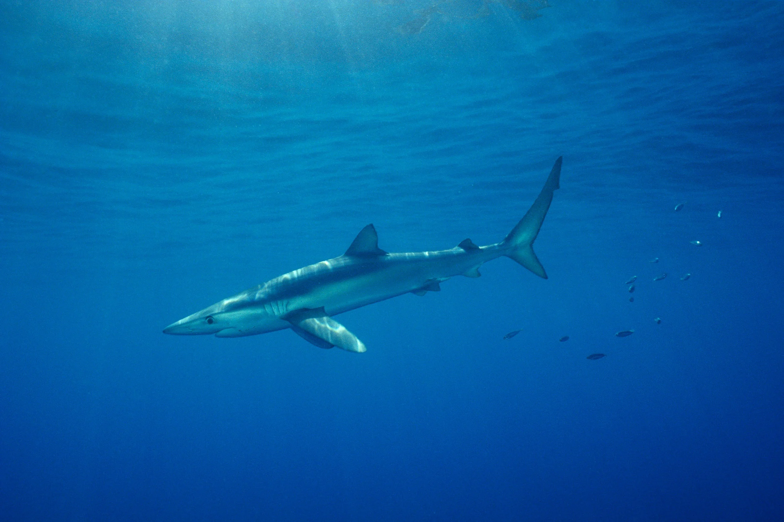 Blue Shark (Jeremy Stafford-Deitsch, IUCN)