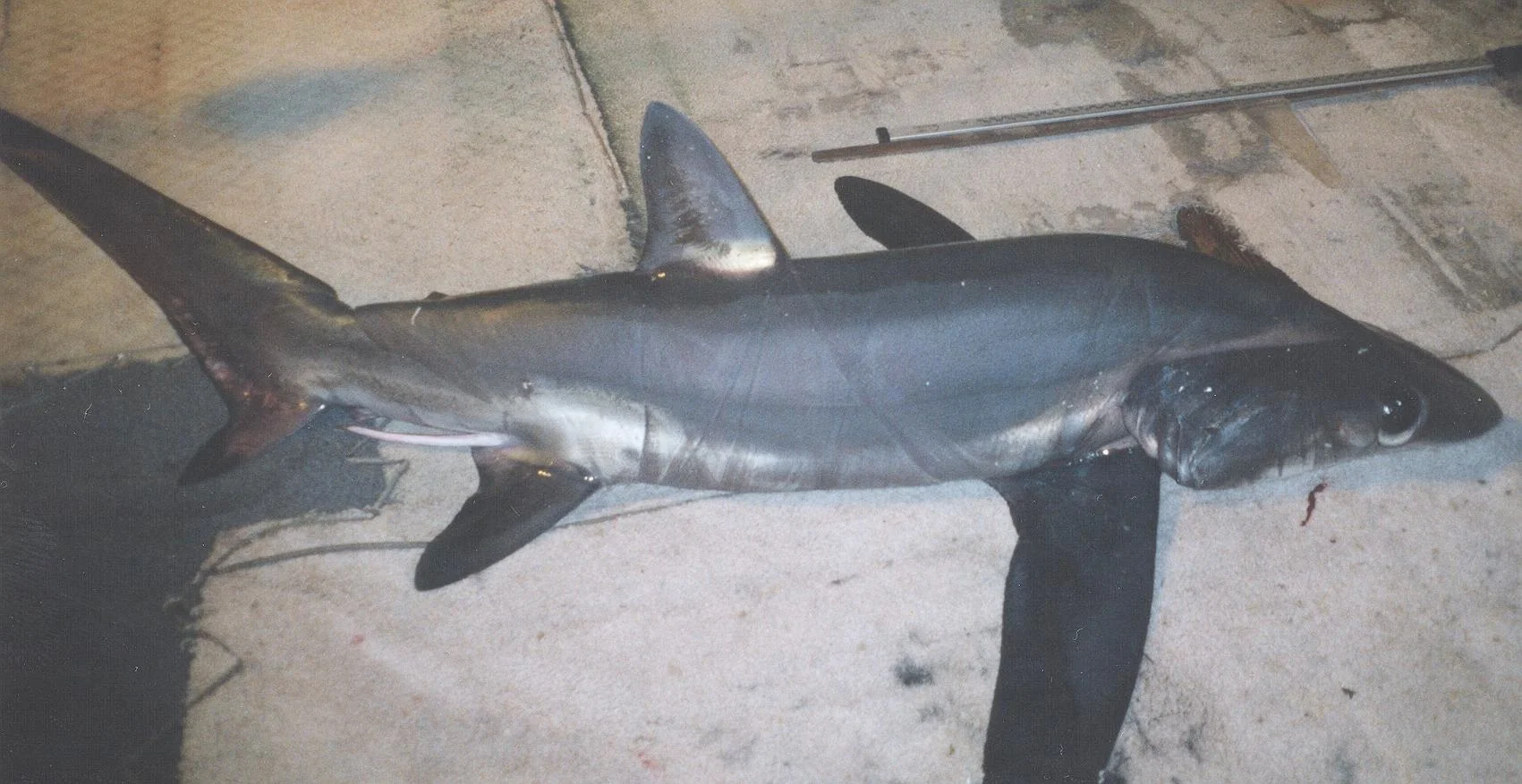Bigeye Thresher Shark (NOAA)