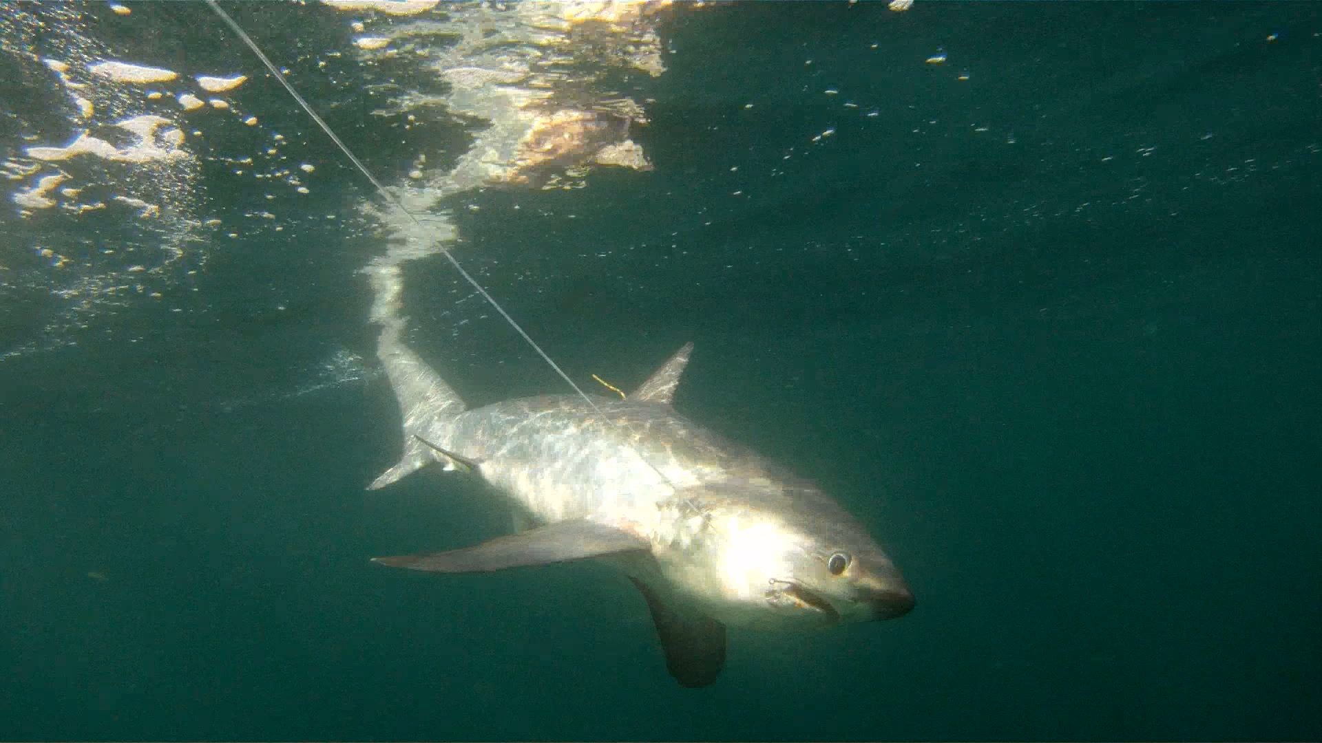 Hooked shark (NOAA)