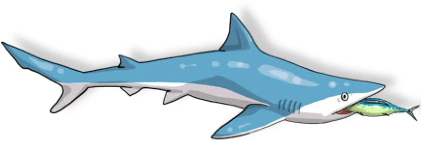 For crew safety, avoid the animal’s jaws (some suggest placing a fish in its mouth to prevent bites), and regardless of the animal’s state (live or moribund) be cautious at all times. (Poisson et al, 2012)