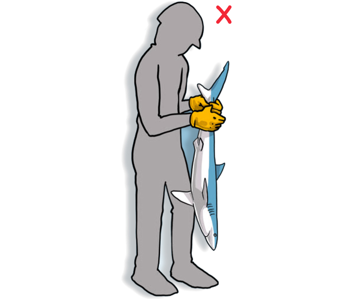DO NOT lift the animal by its head or tail as it can severely damage the spinal cord (Poisson et al, 2012